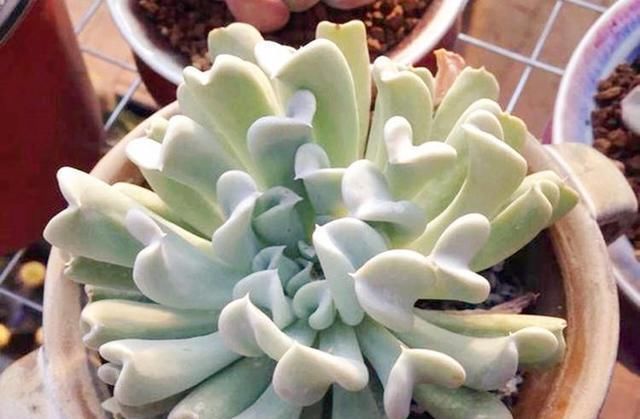  「春天」春天给多肉这么浇水，个个长成土肥圆，又绿又壮！