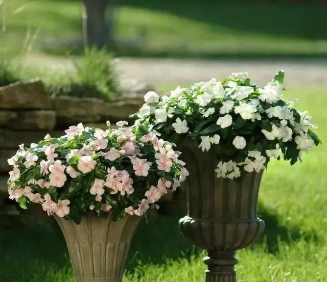  漂亮：10种漂亮的盆栽花，1年365天都开花，栽上1盆，天天有花看