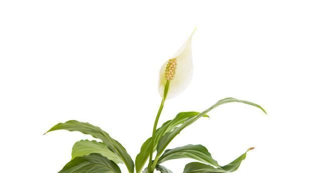  「扦插代代」盆栽代代花,养护做好这几点,花多易爆盆,花香飘满屋!
