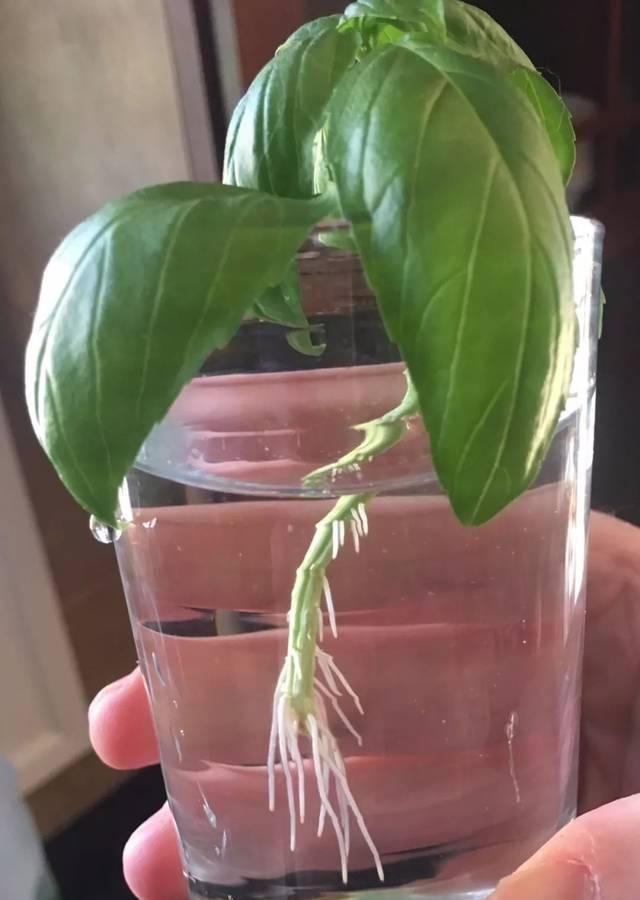  #室内#剪一段有个节点的枝条，浸泡水里就能生根，这几种植物适合室内养