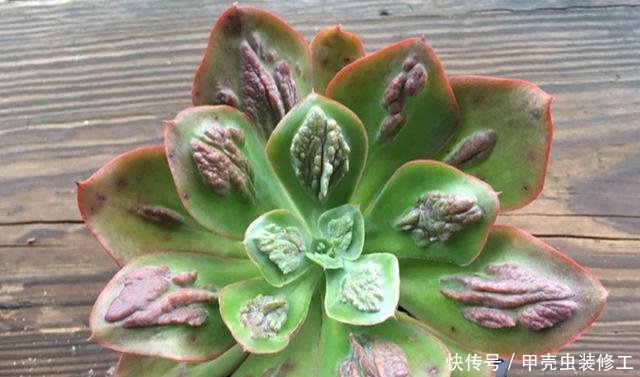 【值钱】这些多肉,长的“疙疙瘩瘩”,丑到不敢看,但是养好了,却很值钱