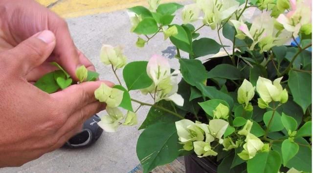  「三角梅」家有三角梅，勤喷“1种水”，花芽长得快，花比叶还多！