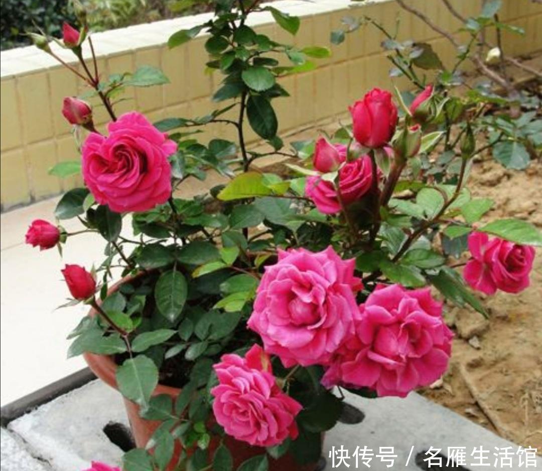 『光照』春天这5种花,要多晒太阳,不然光长叶子,开花少