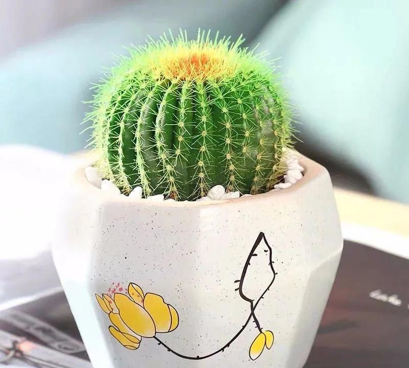 浓香花卉|室内养花,这四类花最好不要养,小心危害健康和安全!