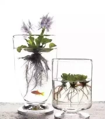  #花房#没有阳台又怎样，房间处处都能变花房