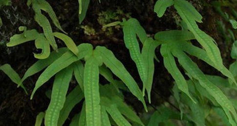  【名字】农村的一种野草，叫“金鸡脚”，有着独特的名字和惊人