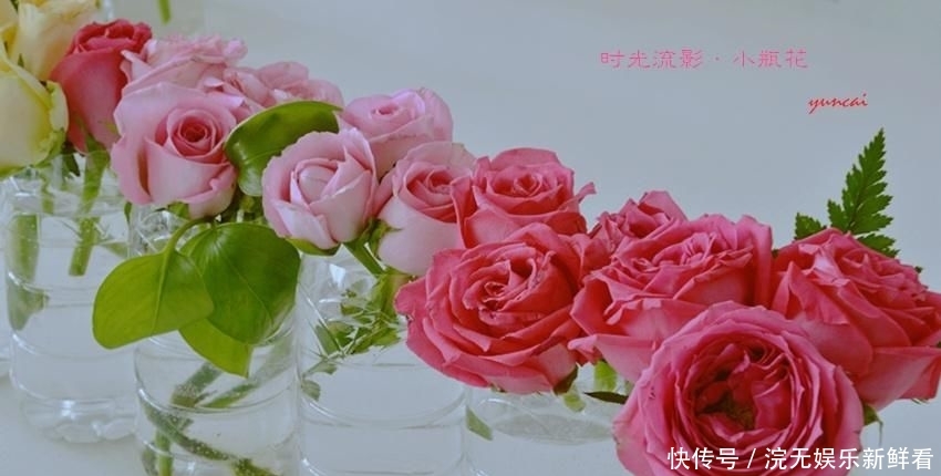  『插素』「淡淡清欢」素心素手插素花