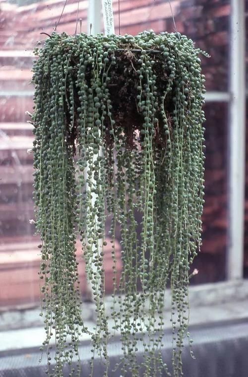  『心叶蔓绿绒』窗台上的吊盆植物，你是选观叶植物，还是开花植物？