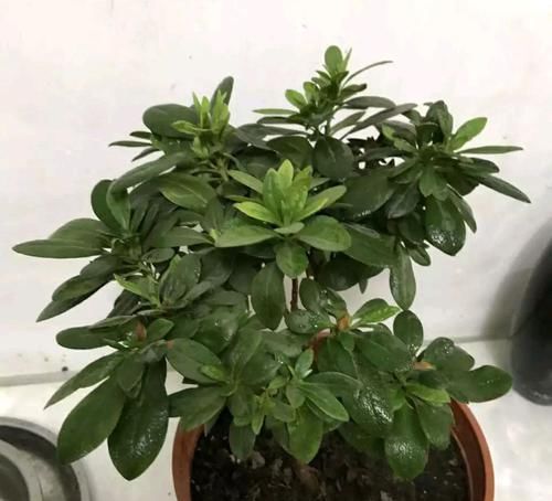  「芦头」养大花蕙兰就是要挤，越挤越容易开花爆盆，适当分株更健康