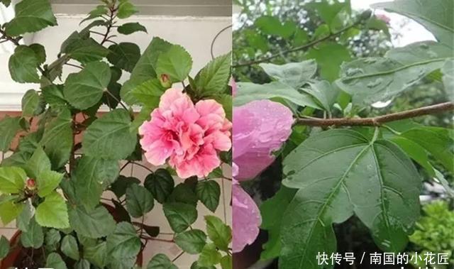 【花别买】养花技巧:遇到这6种花,白送都不要,轻则养残,重则养不活!