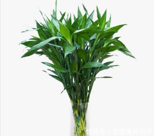「发财树」花店揭秘花卉的“骗局”,十有八九都上过当