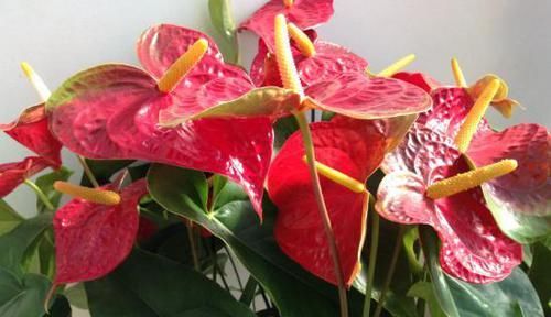 「红掌」红掌养护“小攻略”,做好这些事,叶子翠绿花不断,越长越旺