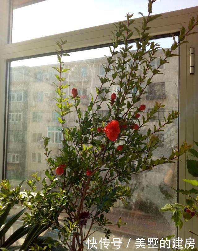  花大果■石榴盆栽怎么养？做到“2点”，花大果多，花美果子甜