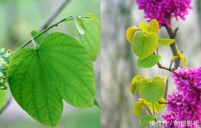 艳丽@紫荆花早春叶前开放,无论枝、干布满紫色花朵,艳丽可爱