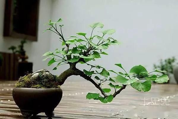 「手法」盆景基本的手法,这5项你要知道,这样你的盆景更有内涵
