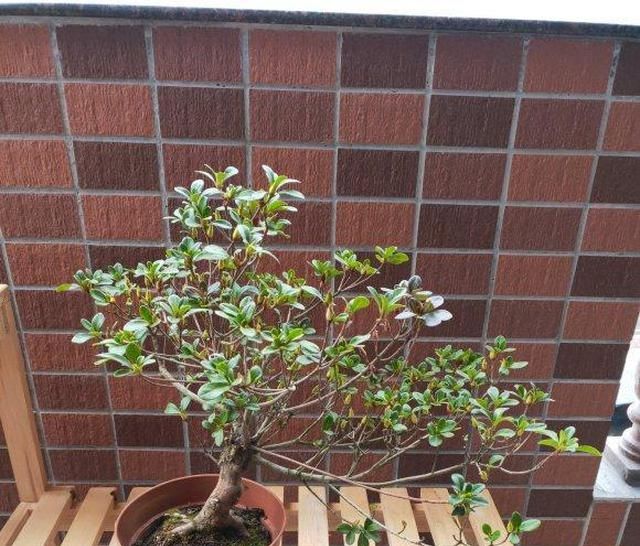  【钾肥】家庭养杜鹃开花少？因为“太饿了”，喂“磷钾肥”，促进开花