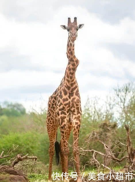 南非两只6米长颈鹿大战,疯狂脖击对方,战后秒