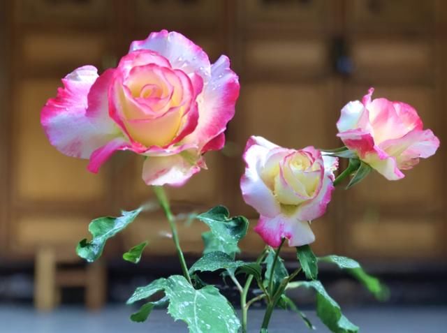  #死翘翘#天热了，别给花乱施肥，小心烧根死翘翘