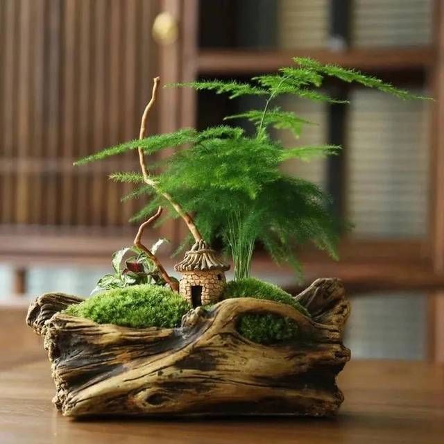  #新叶#三月给这五种花“剃个头”，新叶呼呼冒不停，越长越精神！