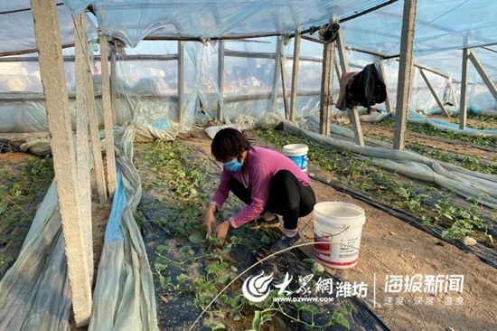  弥河银瓜：青州弥河：战“疫”生产两手抓 田间地头农事忙