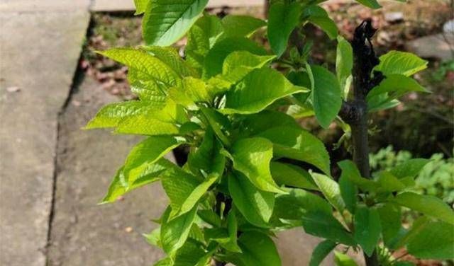  『成形』盆栽樱桃种植技术，使枝条拔节成形，茎粗矮化，趣味性强，美观大方