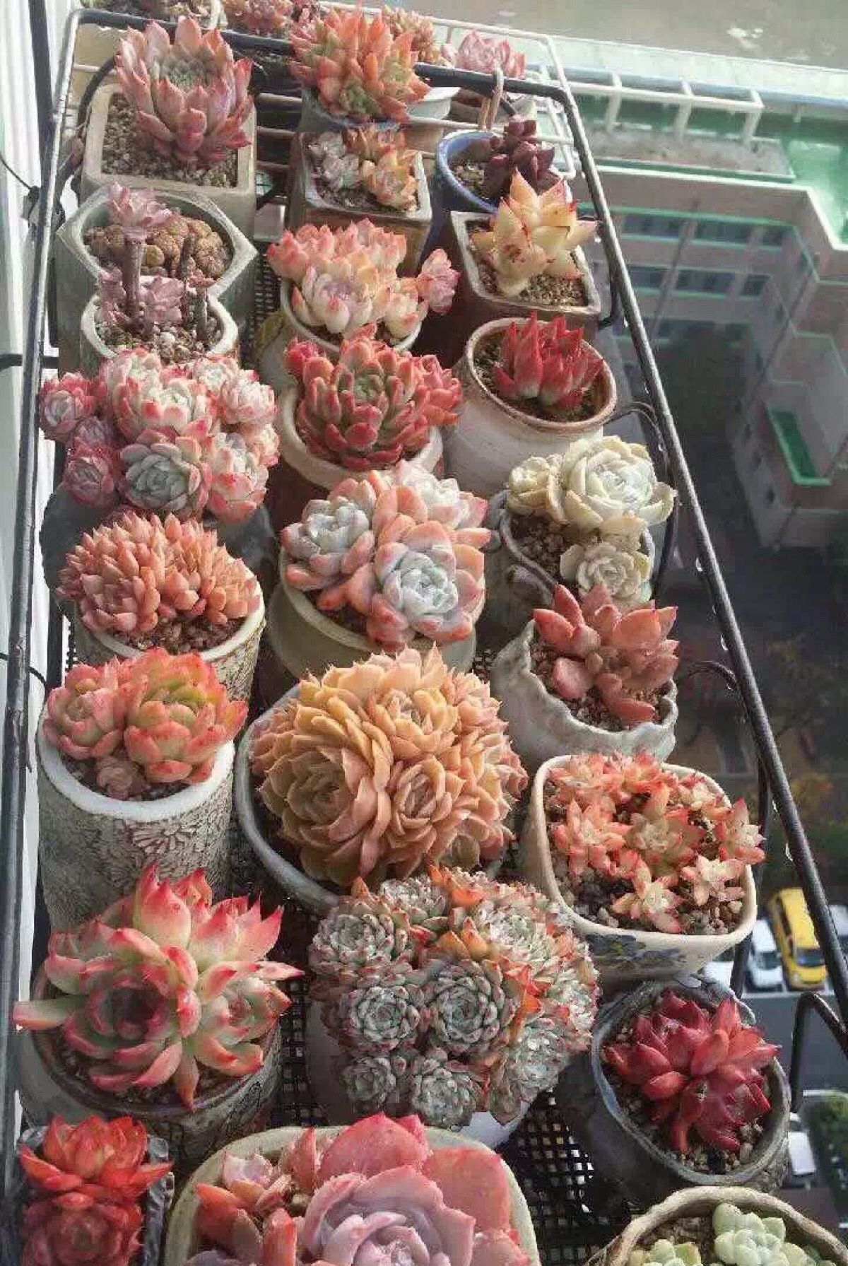 花园:多肉阳台花园:阳台族圆你花园梦,美爆阳台没商量!