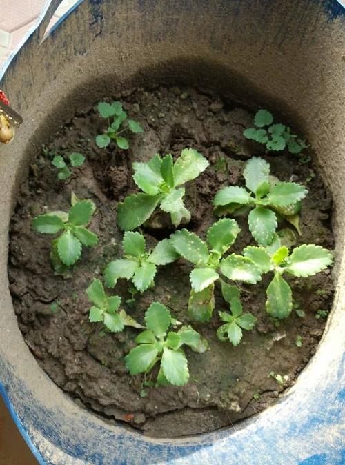  「养护」这3种花沾土就能活，怎么折腾都能爆盆，春夏最好养护了