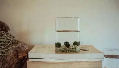  【植物就】除了绿萝、富贵竹，桌面上的盆栽植物还有很多，这几种特可爱