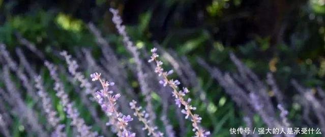 十年前还是普通的农村野草，十年后摇身一变就成了癌症救星