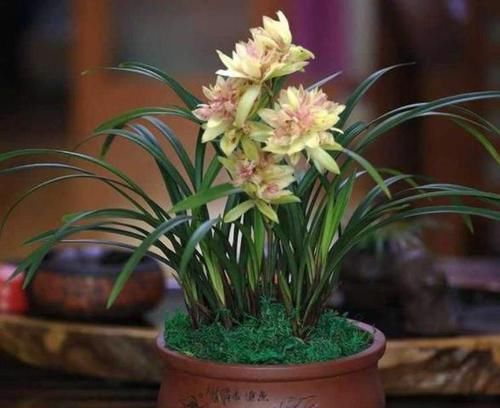  「欣赏价值」王奶奶爱养花，她的2盆兰花，香味清新迷人，曾经价格高如今亲民