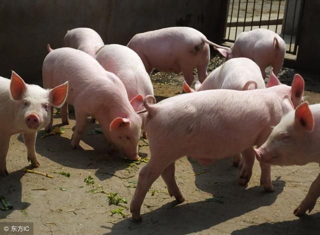 节后猪价走出低谷？非洲猪瘟或成猪价拐点，养殖户盼着呢！