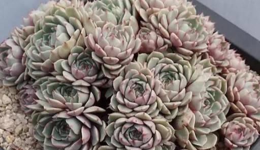  『静夜』这20种美丽的多肉，竟都是静夜的后代！静夜还真是个多情种呢！