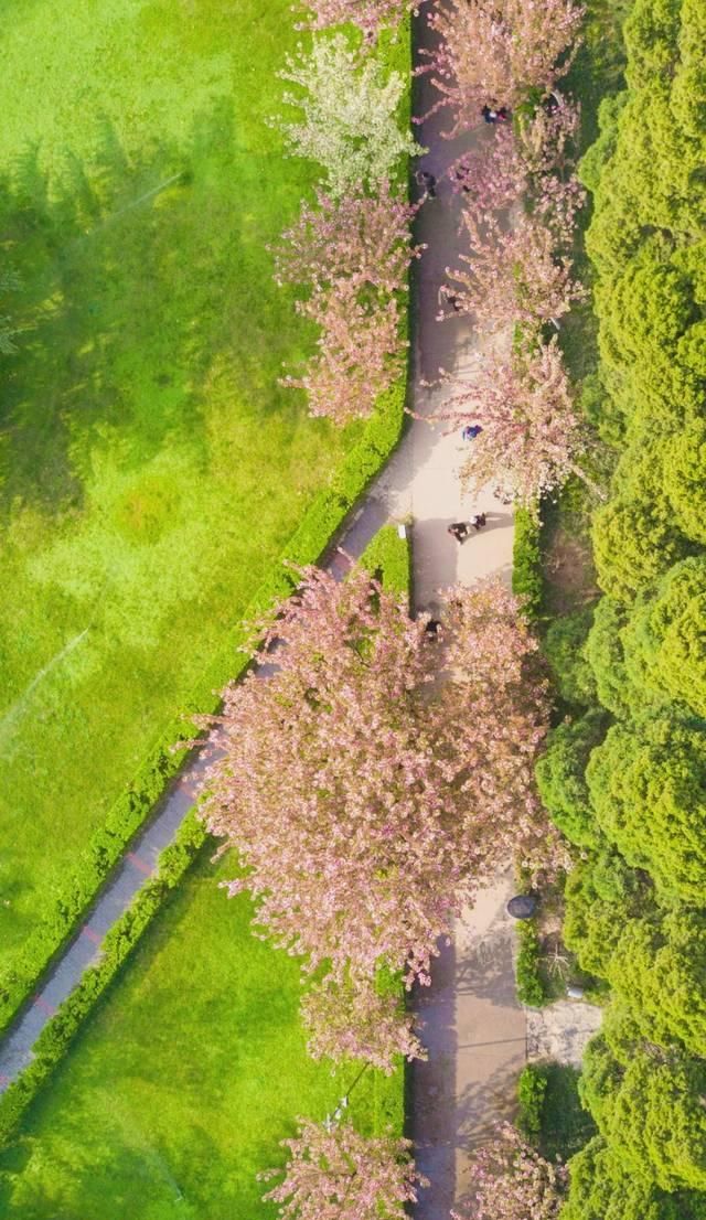  「究竟」云看花，中国美丽高等院校究竟看哪儿？