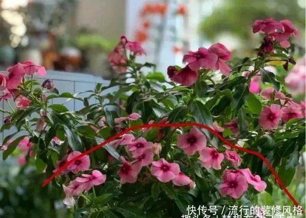 『剪枝』4种盆栽花，“剪枝越狠”开花越容易爆，家里有的话现在就剪