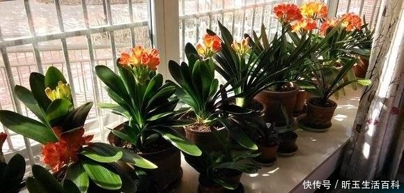 『家里』家里有阳台,养上这些花,一年四季,花开如大海,源源不断花