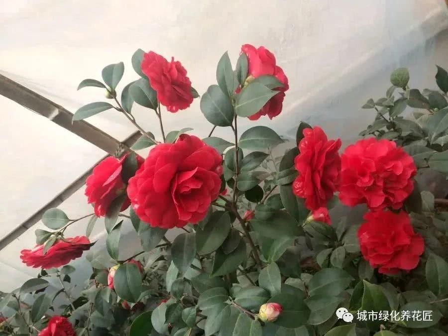  #技巧#茶花在新芽期怎么施肥，薄肥多次旺芽是关键，茶花安全施肥技巧