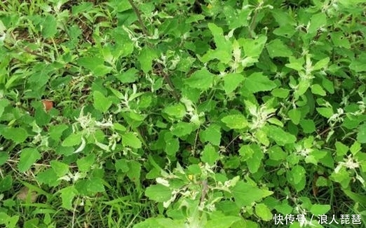 过去用来喂猪的野草，其实含钙量高，还能“降压”，城里一斤8元