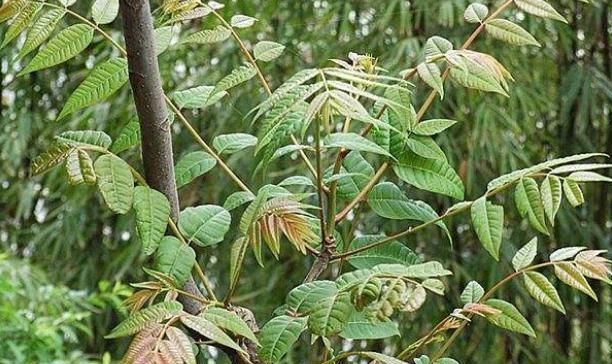  【奢侈品】蔬菜中的奢侈品，价格一年比一年低，农民还要考虑种