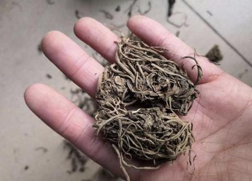  「值钱」山沟里见到“1种草”，挖1斤根茎出来，晾干后能卖“8元”，值钱