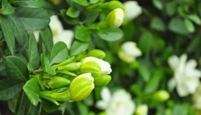  「轻松」十年老花农养栀子花，轻松开出馥郁大花，花开不停香飘十里