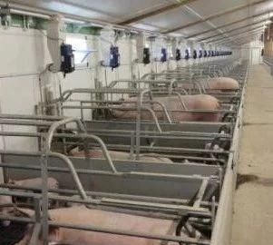  【养猪】不用盖猪舍也能养猪，快来看一下养猪大棚的建设方法吧