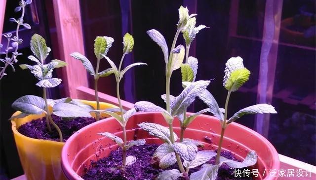  [图片作者]扦插技巧：这6种花现在扦插，丢土里就生根，插多少活多少！
