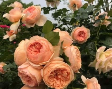 漂亮@想让月季花期提前?3月打好“5个基础”,开花提前一个月,超漂亮