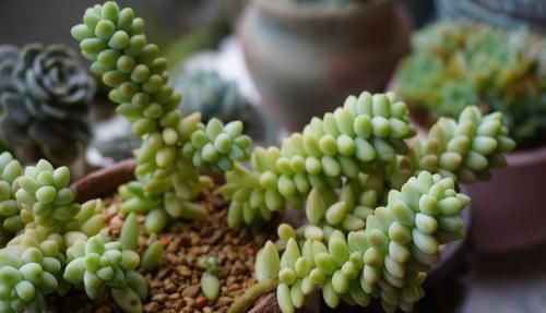  【好运】3种花养家里，招财旺福好运来，新的一年好运不断，谁养谁喜欢