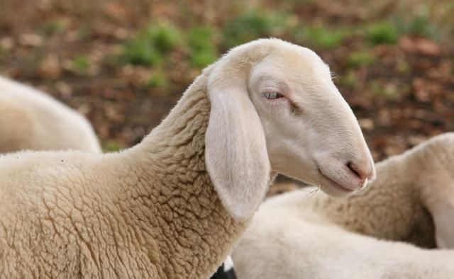 羊价涨势喜人，为什么养羊户故意压栏不卖呢？