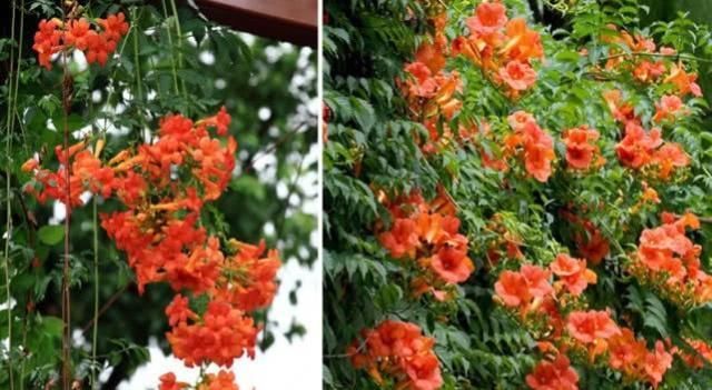 「花开满」最容易养成瀑布的3种花卉，轻松一打理，花开满墙长成花瀑布