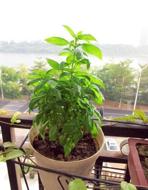  适合|适合厨房养的植物，吸油烟，还为厨房增添绿色！