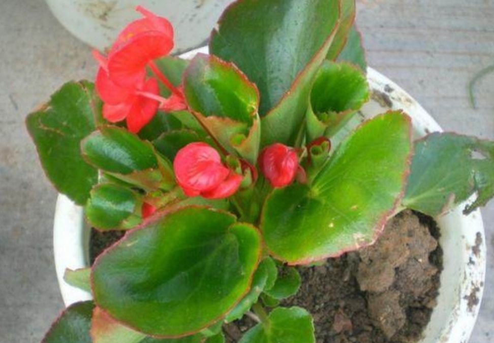适合:这5种花草,适合在春天扦插,掐个枝条插土里,大白根呼呼地冒!