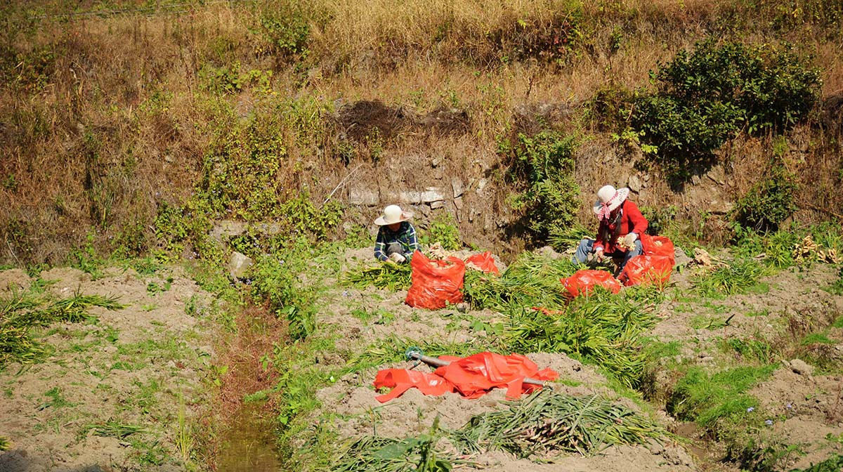 村民|村民租20亩田搞种植，吃住在山中，看邻居为啥笑得很开心