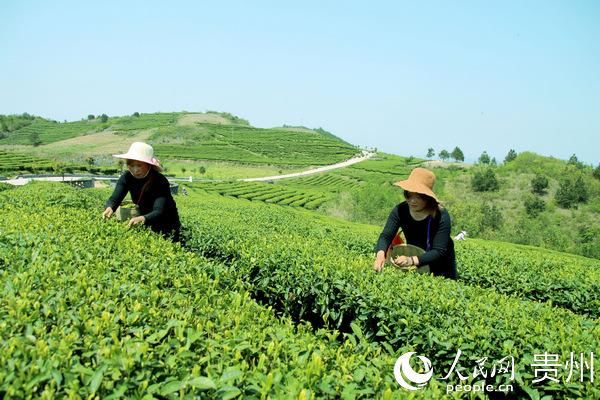  企业用电：贵州印江：电力“保姆”为企业护航